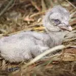 SHOEBILL BREEDING PROJECT: ZAMBIA shoebill