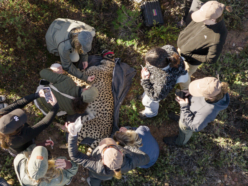 Cheetah Relocation 1 4 1024x768