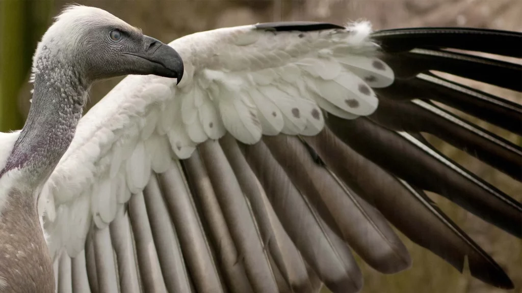 eco ind sob white backed vulture vulture with wing feathers 16x9.jpg