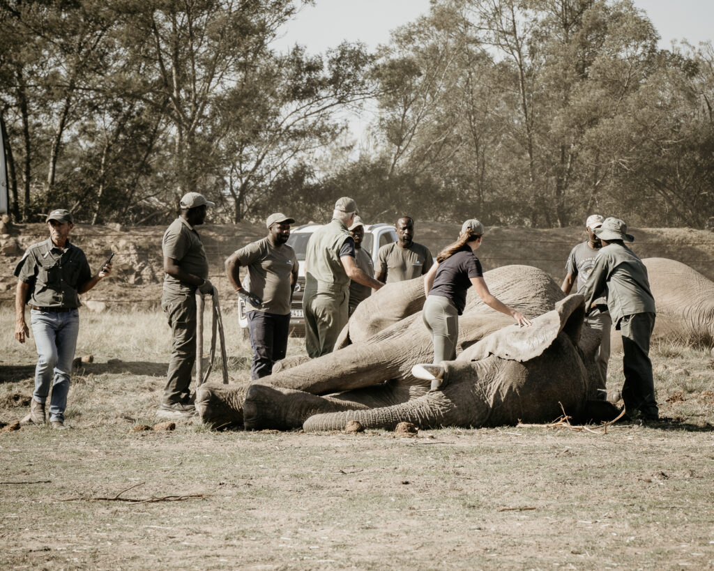 elephant relocation 30