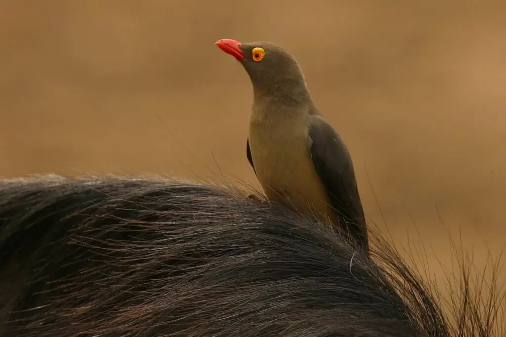 Oxpecker Red Billed With BlueWildebeest 24x16 1 1024x683