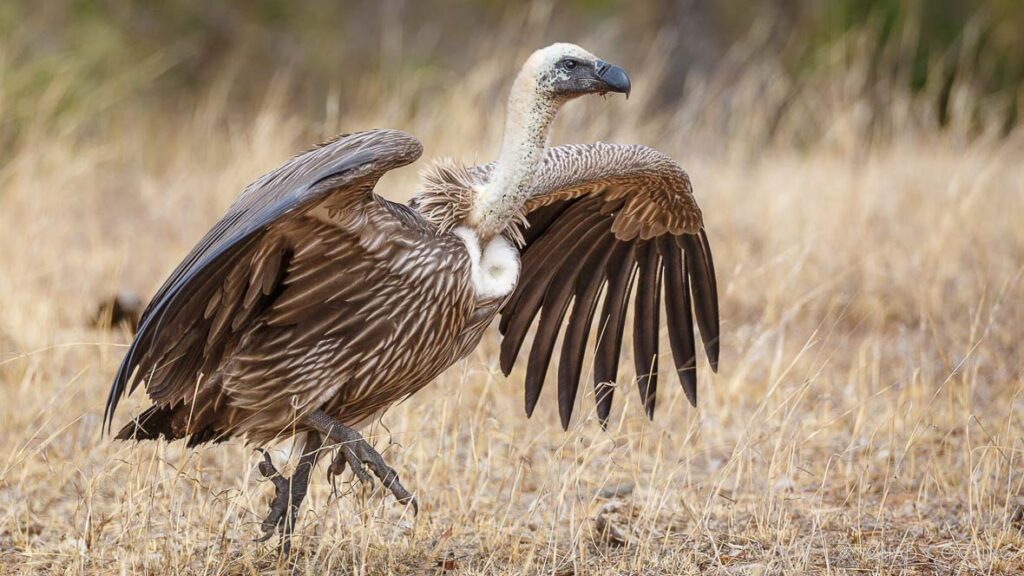tt blog vultures landscape