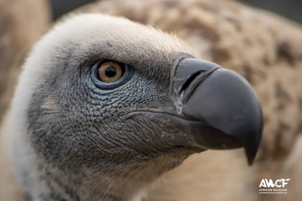 vulture relocation 20