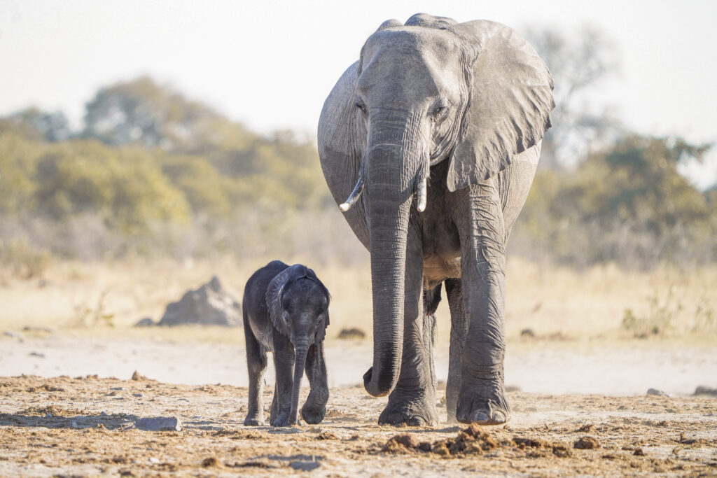 wildlife 1 70