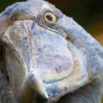 SHOEBILL BREEDING PROJECT: ZAMBIA shoebill