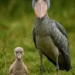 SHOEBILL BREEDING PROJECT: ZAMBIA shoebill