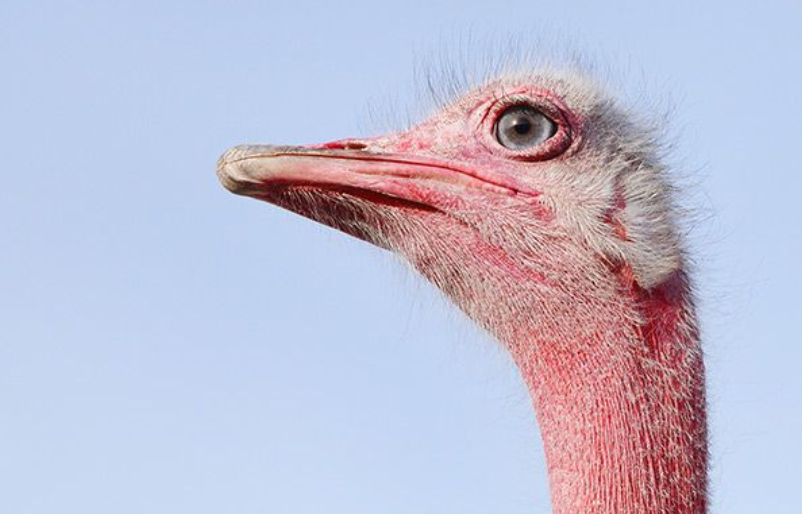 ostrich