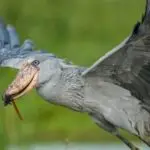 SHOEBILL BREEDING PROJECT: ZAMBIA shoebill birding safari
