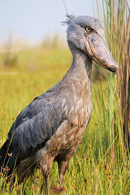 shoebill