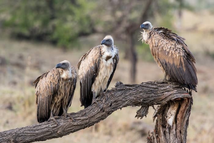 white backed vultures dead tree